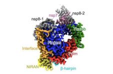 科学家绘制了抗病毒药物可以靶向的冠状病毒蛋白弱点图