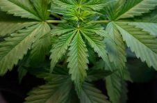 Ceres公司希望使用其美元支持的稳定币在区块链上建立大麻的“种子出售”交易网络